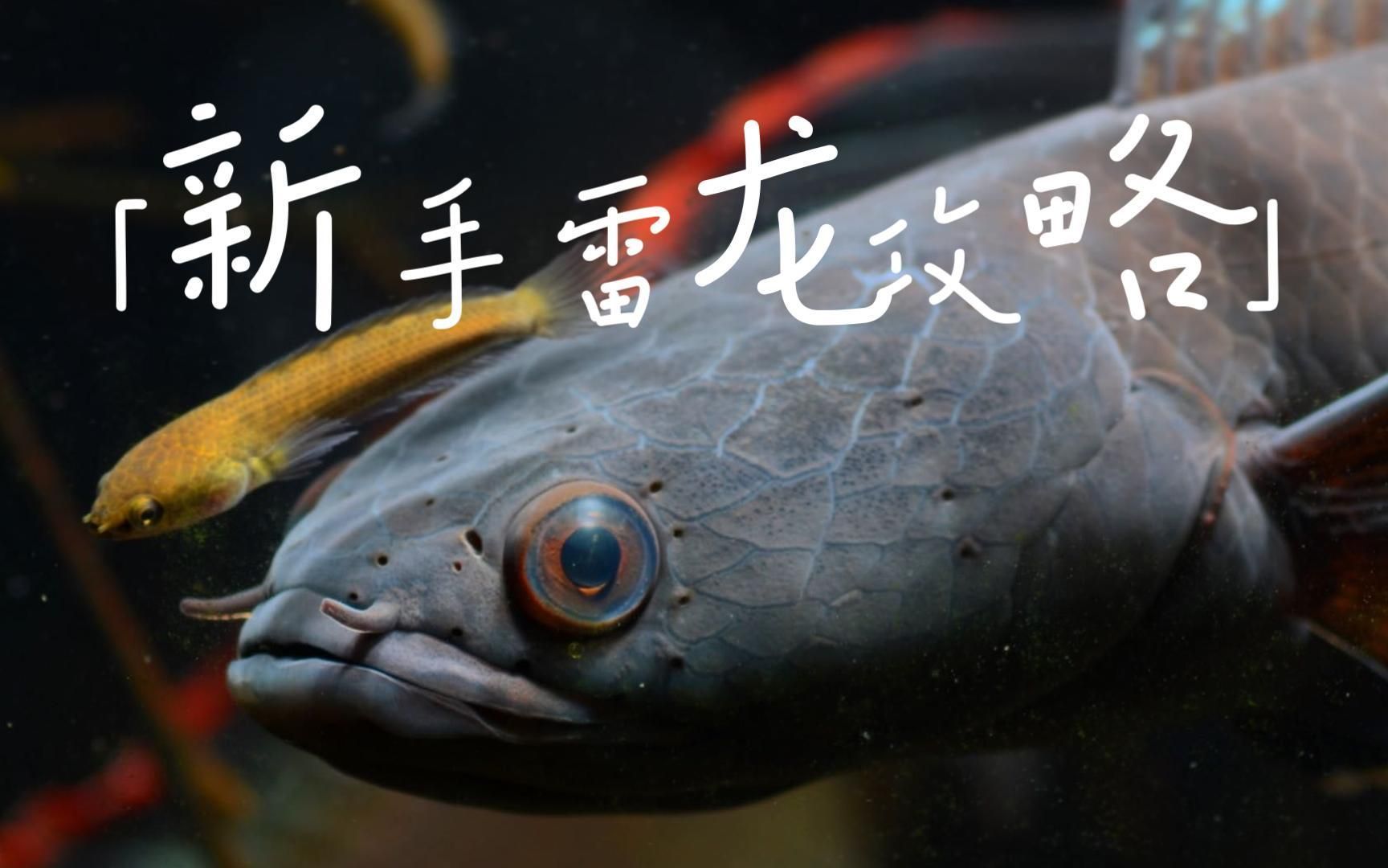 有哪些龍魚(yú)品種適合在小型水族箱中飼養(yǎng)？（如何選擇適合在小型水族箱中飼養(yǎng)的龍魚(yú)品種）