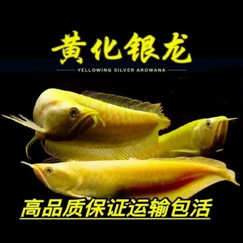 黃化白子龍魚的市場價格如何？