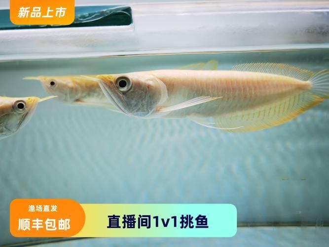 黃化白子龍魚的市場價格如何？