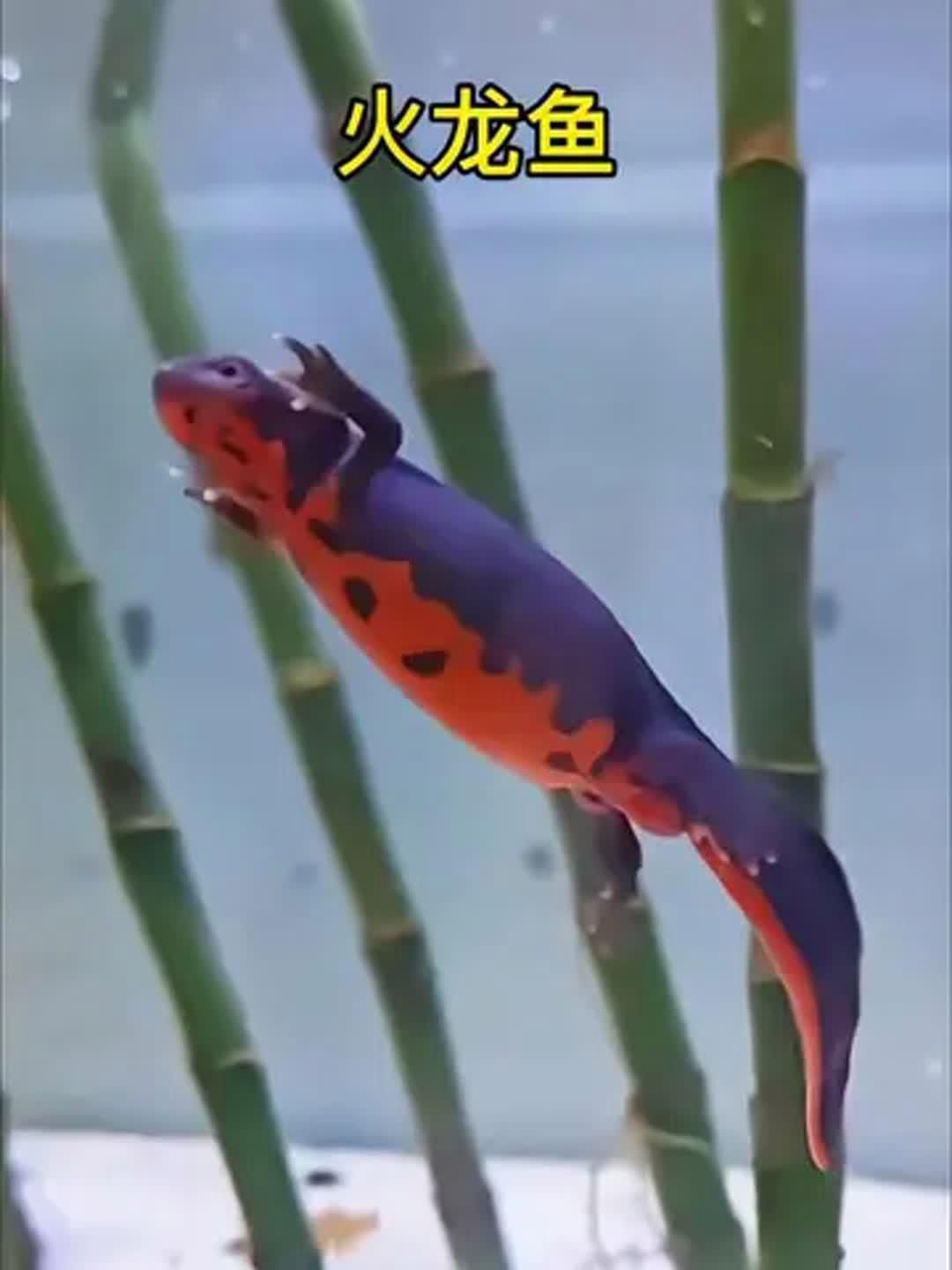 火龍魚有哪些品種？（火龍魚有多個品種，紅紋刺鰍（噴火龍）、紅紋刺鰍）