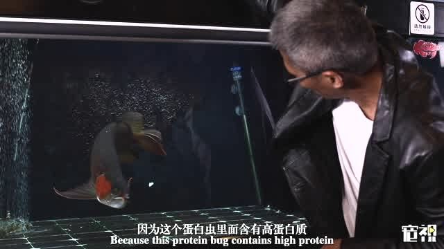 如何判斷龍魚是否適應水質？（arxiv論文助手（arxiv論文助手）：龍魚是否適應水質） 如何判斷龍魚是否適應水質？（arxiv論文助手（arxiv論文助手）：龍魚是否適應水質） 龍魚百科 第9張