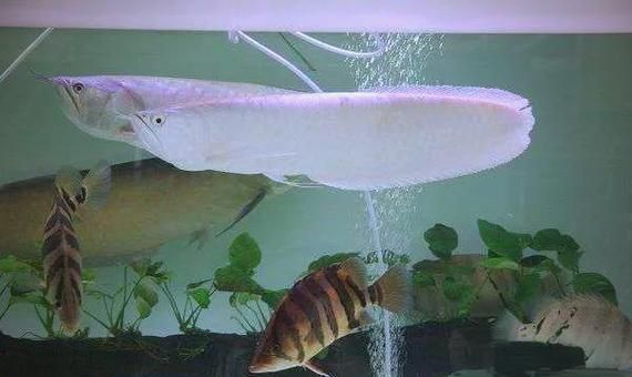 白化龍魚和白子龍魚哪個更稀有？（白化龍魚與白子龍魚的鑒別指南，白化龍魚和白子龍魚的區別）