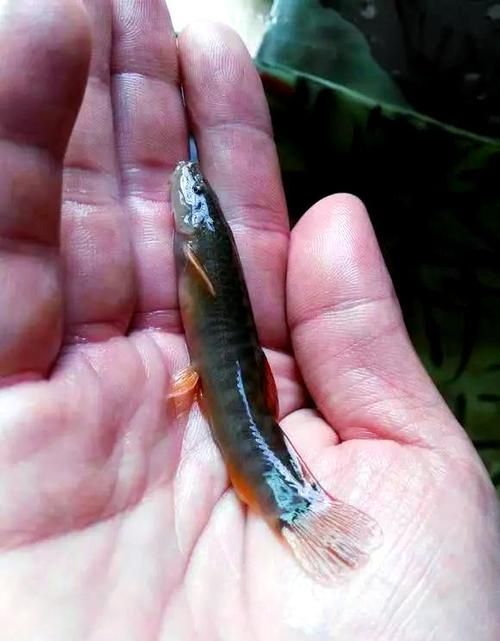 石阡龍魚有哪些營養價值?(百度健康-去問診石阡龍魚的營養價值是多少) 龍魚百科 第3張 石阡龍魚有哪些營養價值?(百度健康-去問診石阡龍魚的營養價值是多少) 石阡龍魚有哪些營養價值?(百度健康-去問診石阡龍魚的營養價值是多少) 龍魚百科 第3張