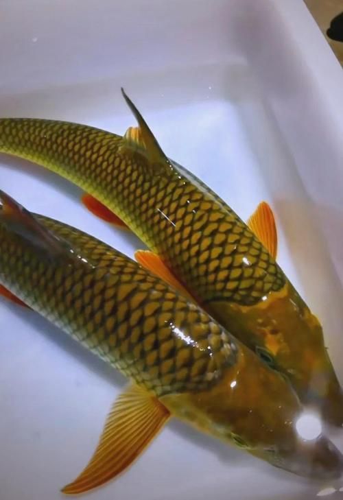 石阡龍魚有哪些營養價值?(百度健康-去問診石阡龍魚的營養價值是多少) 龍魚百科 第1張 石阡龍魚有哪些營養價值?(百度健康-去問診石阡龍魚的營養價值是多少) 石阡龍魚有哪些營養價值?(百度健康-去問診石阡龍魚的營養價值是多少) 龍魚百科 第1張