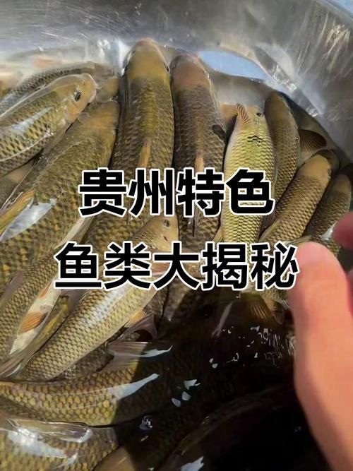 石阡龍魚有哪些營養價值?(百度健康-去問診石阡龍魚的營養價值是多少) 龍魚百科 第6張 石阡龍魚有哪些營養價值?(百度健康-去問診石阡龍魚的營養價值是多少) 石阡龍魚有哪些營養價值?(百度健康-去問診石阡龍魚的營養價值是多少) 龍魚百科 第6張