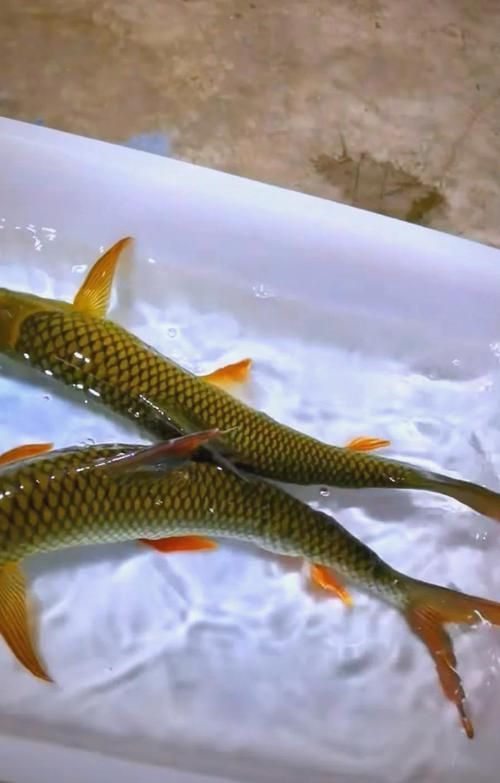 石阡龍魚有哪些營養價值?(百度健康-去問診石阡龍魚的營養價值是多少) 龍魚百科 第2張 石阡龍魚有哪些營養價值?(百度健康-去問診石阡龍魚的營養價值是多少) 石阡龍魚有哪些營養價值?(百度健康-去問診石阡龍魚的營養價值是多少) 龍魚百科 第2張