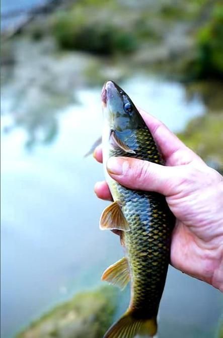 石阡龍魚有哪些營養價值?(百度健康-去問診石阡龍魚的營養價值是多少) 龍魚百科 第4張 石阡龍魚有哪些營養價值?(百度健康-去問診石阡龍魚的營養價值是多少) 石阡龍魚有哪些營養價值?(百度健康-去問診石阡龍魚的營養價值是多少) 龍魚百科 第4張