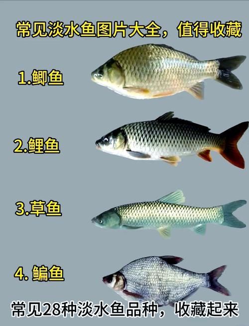 石阡龍魚有哪些營養價值?(百度健康-去問診石阡龍魚的營養價值是多少) 龍魚百科 第5張 石阡龍魚有哪些營養價值?(百度健康-去問診石阡龍魚的營養價值是多少) 石阡龍魚有哪些營養價值?(百度健康-去問診石阡龍魚的營養價值是多少) 龍魚百科 第5張