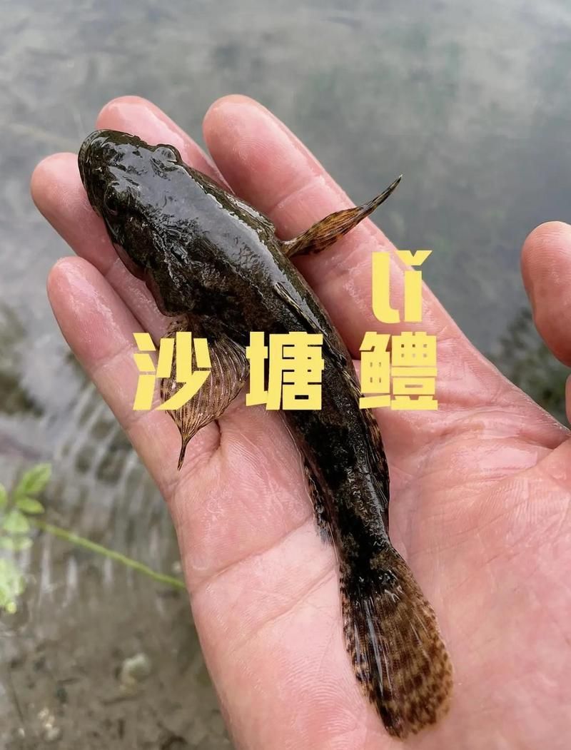 沙龍魚的養殖成本高嗎？（沙塘鱧養殖成本分析）