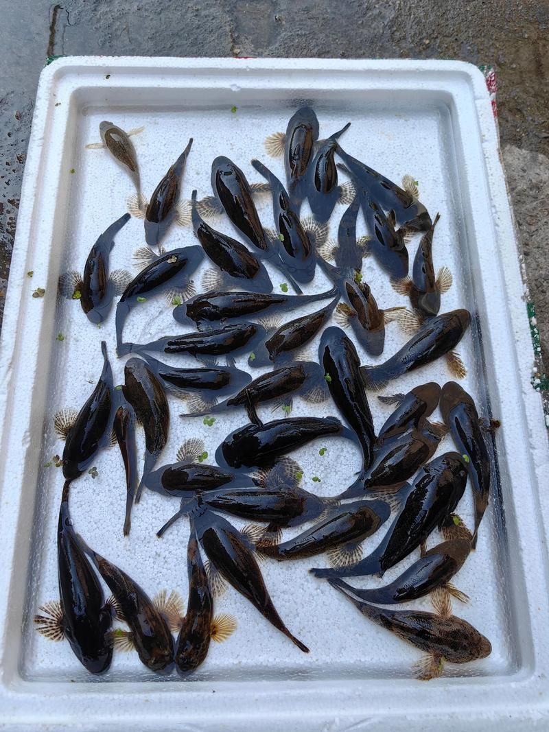 沙龍魚的養殖成本高嗎？（沙塘鱧養殖成本分析）
