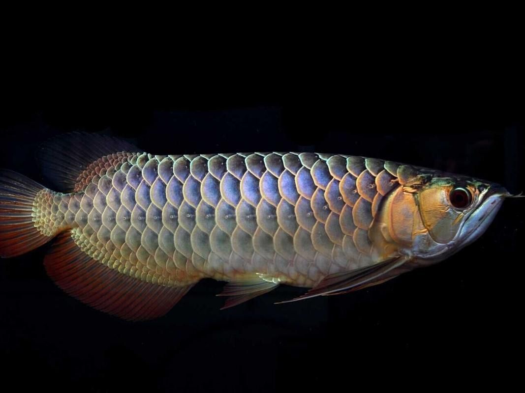 金龍魚夜間覓食的可能性大嗎？（金龍魚的夜間攝食）