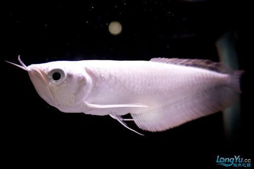 白化銀龍魚的價格是多少？（白化銀龍魚價格在每條100元至500元至500元人民幣之間） 白化銀龍魚的價格是多少？（白化銀龍魚價格在每條100元至500元至500元人民幣之間） 龍魚百科 第4張