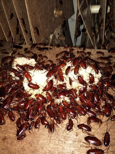 天津龍魚養(yǎng)殖基地推薦（天津龍魚養(yǎng)殖基地哪個(gè)規(guī)模大？）