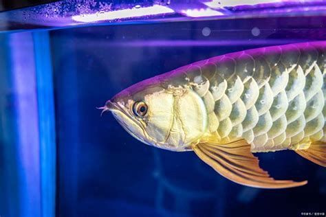 哪種藥物治療龍魚嘴摔爛最有效？（龍魚嘴摔爛怎么辦）