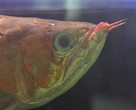 哪種藥物治療龍魚嘴摔爛最有效？（龍魚嘴摔爛怎么辦）