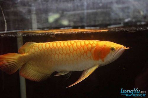 哪里可以購買到正宗的白子紅龍魚？（如何挑選正宗的白子紅龍魚？）