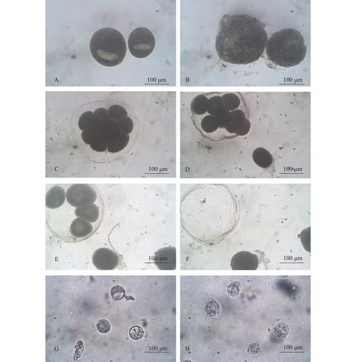 如何預防龍魚的寄生蟲感染？（關于龍魚寄生蟲感染的預防） 如何預防龍魚的寄生蟲感染？（關于龍魚寄生蟲感染的預防） 龍魚百科 第4張