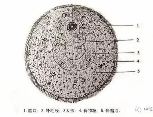 如何預防龍魚的寄生蟲感染？（關于龍魚寄生蟲感染的預防） 如何預防龍魚的寄生蟲感染？（關于龍魚寄生蟲感染的預防） 龍魚百科 第6張