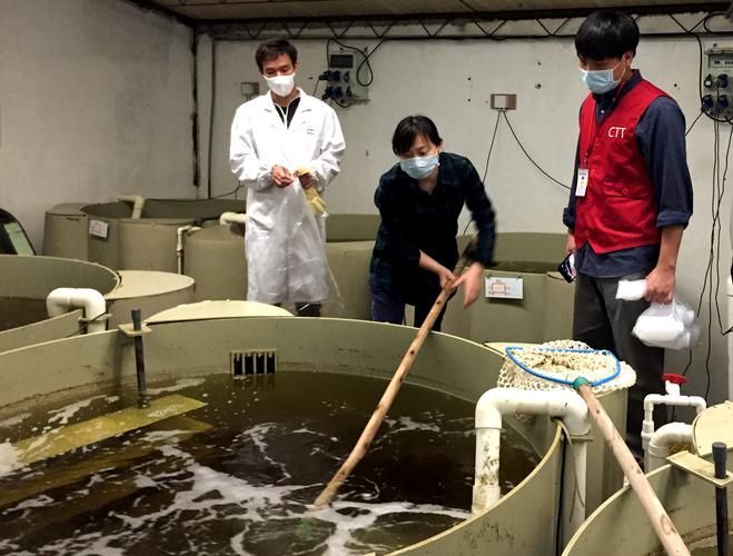 昌黎龍魚有哪些養殖技術？（富媒體組件庫昌黎龍魚養殖技術）