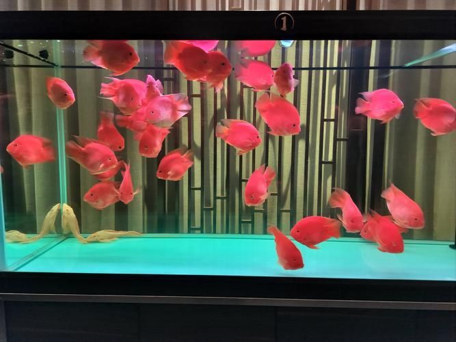 祥龍魚場的鸚鵡魚品質如何？（祥龍魚場的鸚鵡魚品質評價）