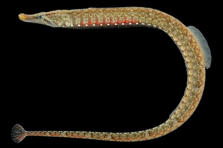 如何區分海龍魚和海龍？（海龍魚與“海龍魚”與“海龍魚”的科學區分類詳解）