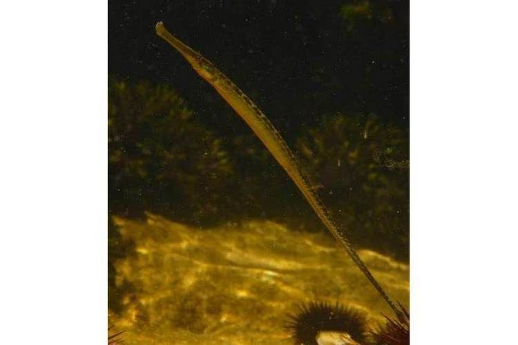 如何區分海龍魚和海龍？（海龍魚與“海龍魚”與“海龍魚”的科學區分類詳解）