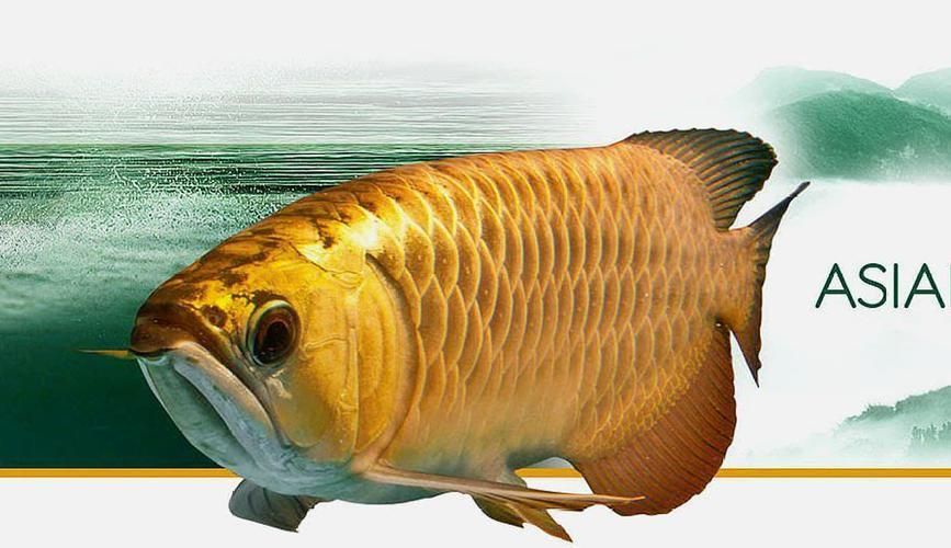 蘭州龍魚(yú)的價(jià)格是多少？（蘭州龍魚(yú)價(jià)格一般多少錢？） 蘭州龍魚(yú)的價(jià)格是多少？（蘭州龍魚(yú)價(jià)格一般多少錢？） 龍魚(yú)百科 第1張
