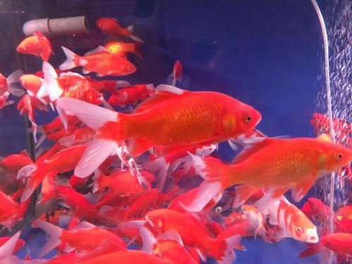 塘沽龍魚(yú)的市場(chǎng)價(jià)格是多少？（塘沽龍魚(yú)市場(chǎng)價(jià)格受到多種因素影響塘沽龍魚(yú)市場(chǎng)價(jià)格）