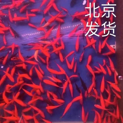 塘沽龍魚(yú)的市場(chǎng)價(jià)格是多少？（塘沽龍魚(yú)市場(chǎng)價(jià)格受到多種因素影響塘沽龍魚(yú)市場(chǎng)價(jià)格）