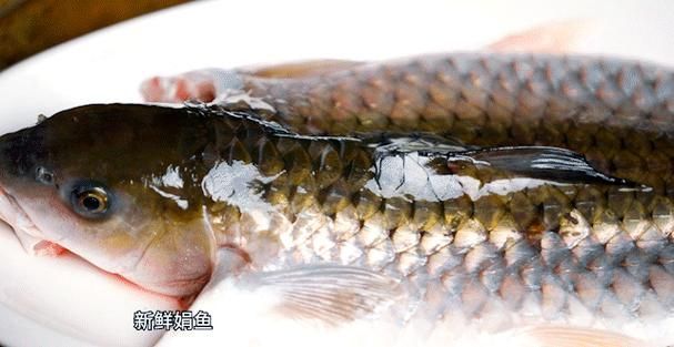 從化龍魚(yú)有哪些常見(jiàn)的烹飪方法？（從化龍魚(yú)（流溪娟魚(yú)））