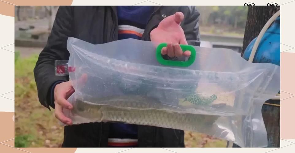 從化龍魚(yú)有哪些常見(jiàn)的烹飪方法？（從化龍魚(yú)（流溪娟魚(yú)））