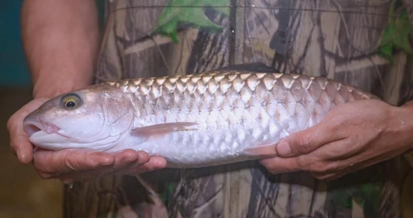 從化龍魚(yú)有哪些常見(jiàn)的烹飪方法？（從化龍魚(yú)（流溪娟魚(yú)））