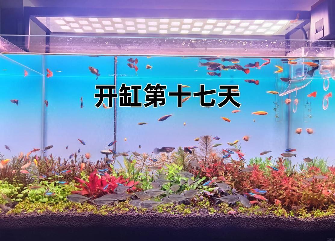 虎斑恐龍魚闖缸法具體怎么做？（關于虎斑恐龍魚闖缸的一些建議） 虎斑恐龍魚闖缸法具體怎么做？（關于虎斑恐龍魚闖缸的一些建議） 龍魚百科 第4張