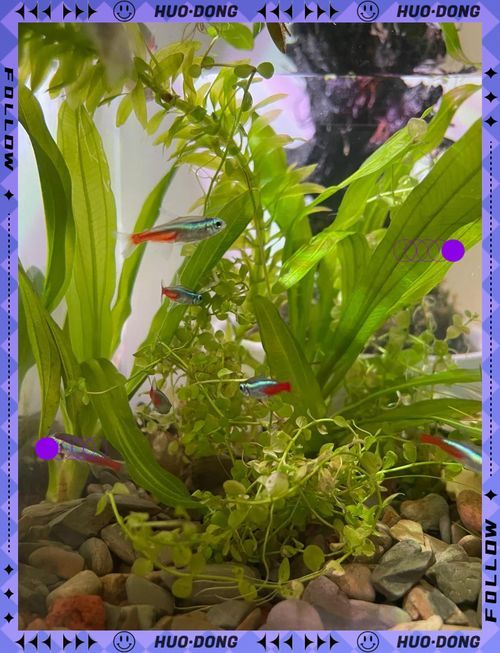虎斑恐龍魚闖缸法具體怎么做？（關于虎斑恐龍魚闖缸的一些建議） 虎斑恐龍魚闖缸法具體怎么做？（關于虎斑恐龍魚闖缸的一些建議） 龍魚百科 第3張