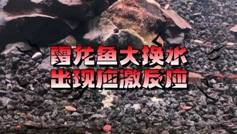 龍魚(yú)爛鰭最簡(jiǎn)單三個(gè)步驟（治療龍魚(yú)爛鰭的三個(gè)步驟）