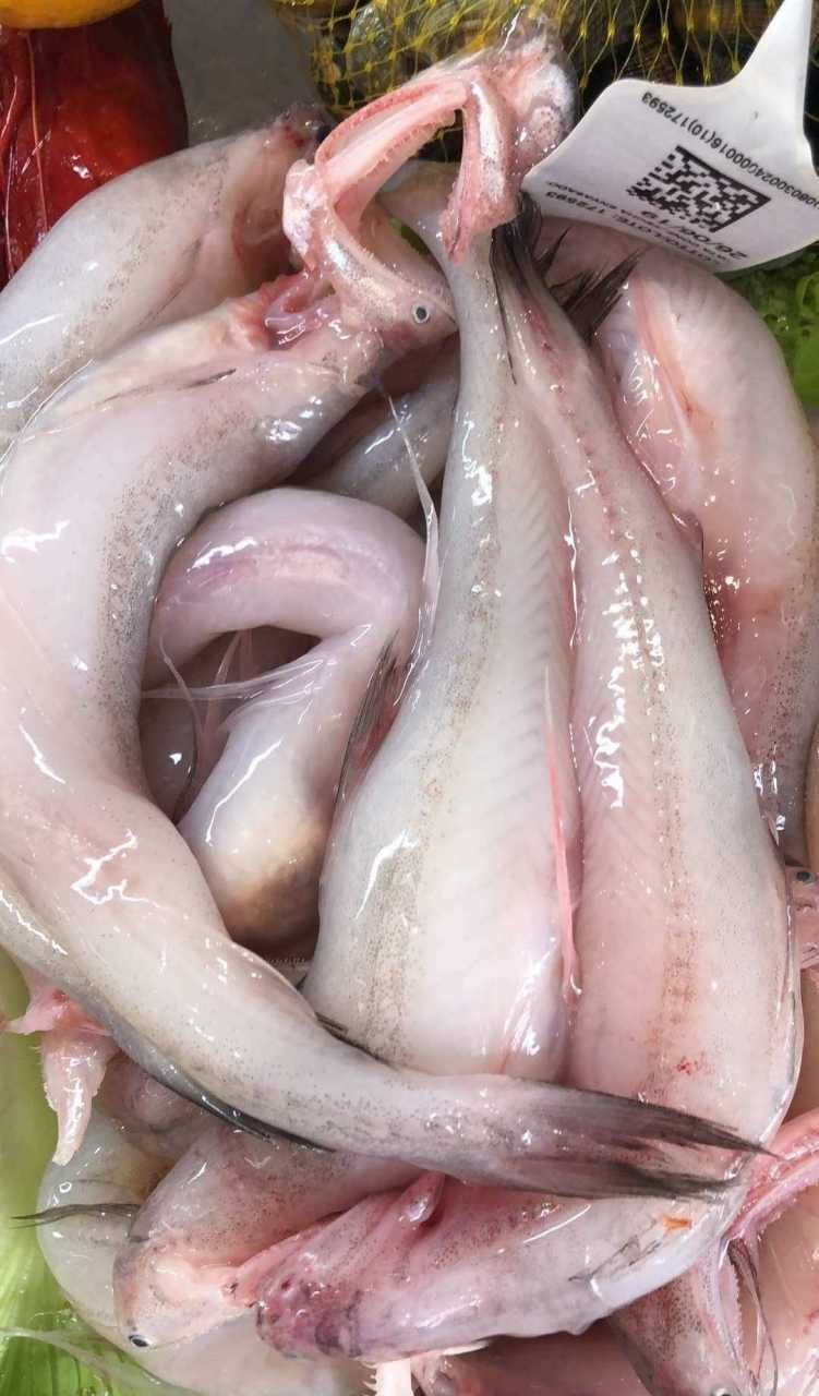 給我一些高清的水龍魚圖片（高清水龍魚圖片）