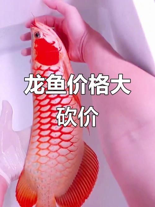 大化龍魚的市場價格是多少？（化龍魚的市場價格走勢）