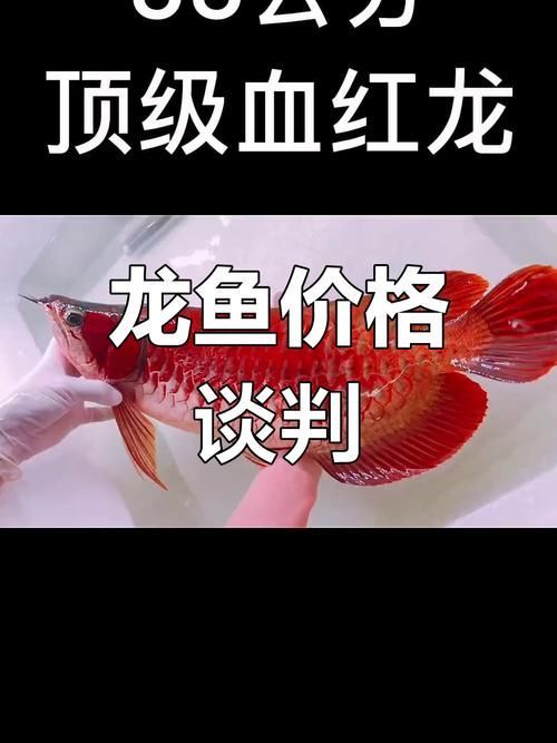 大化龍魚的市場價格是多少？（化龍魚的市場價格走勢）