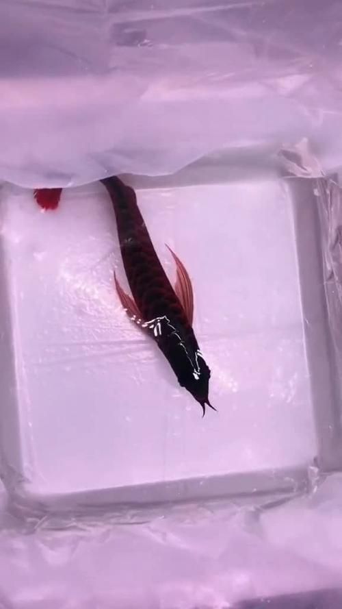 龍魚等級(jí)區(qū)分圖解（關(guān)于龍魚等級(jí)劃分）