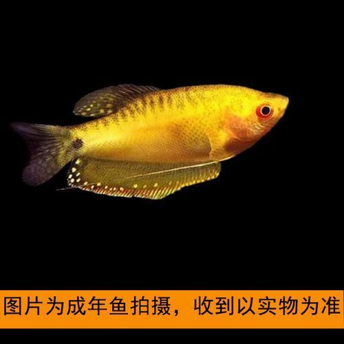 萬龍魚有哪些品種和顏色？（萬龍魚的價格是多少？）