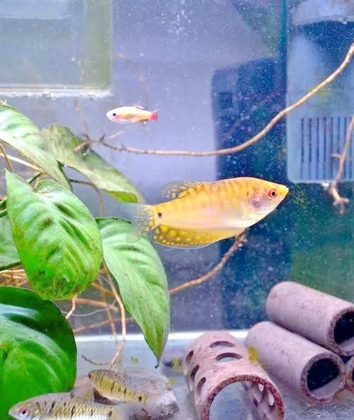 萬龍魚有哪些品種和顏色？（萬龍魚的價格是多少？）