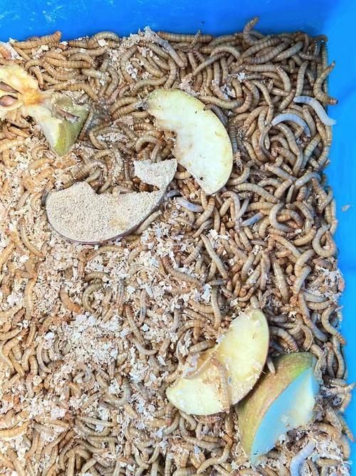 韶關(guān)有哪些適合龍魚(yú)的餌料？（關(guān)地區(qū)適合龍魚(yú)的餌料種類豐富韶關(guān)龍魚(yú)喂食周計(jì)劃表）