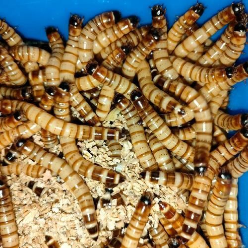 韶關(guān)有哪些適合龍魚(yú)的餌料？（關(guān)地區(qū)適合龍魚(yú)的餌料種類豐富韶關(guān)龍魚(yú)喂食周計(jì)劃表）
