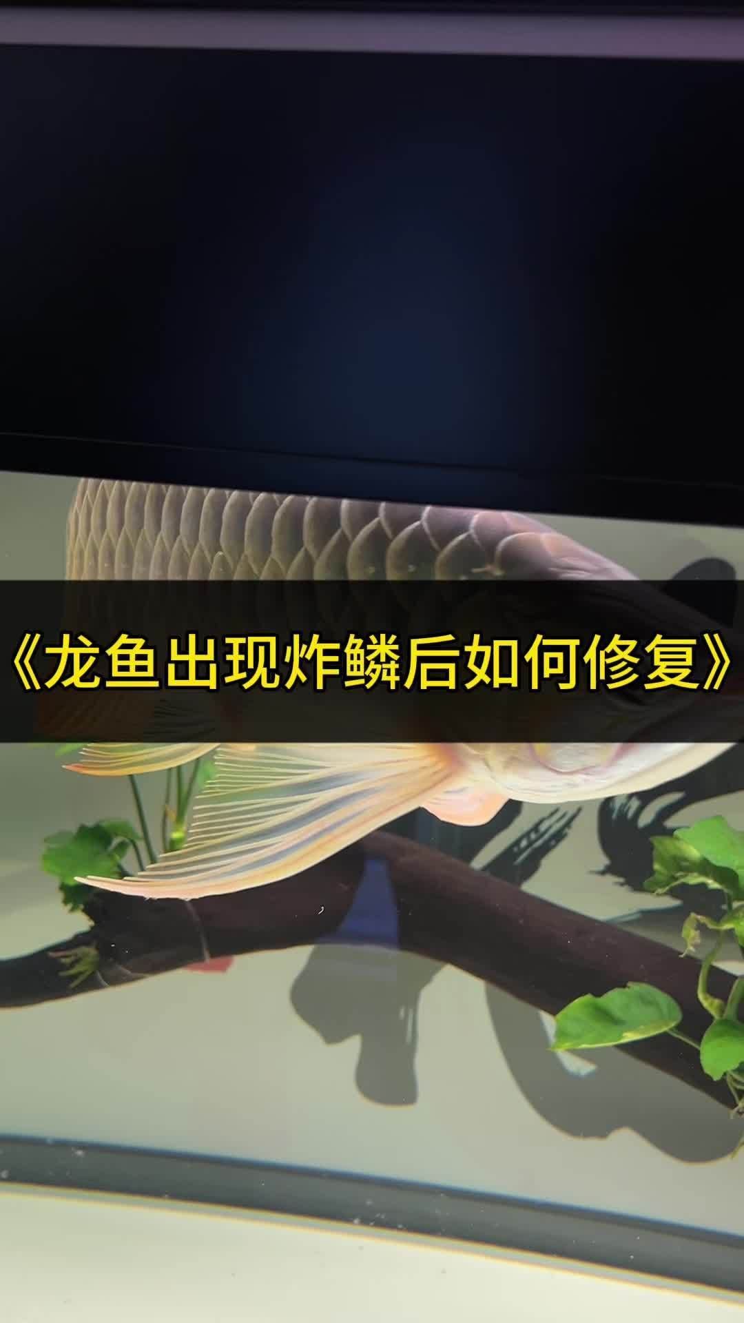 有哪些藥物可以輔助龍魚再生鱗片？（龍魚鱗片修復用藥指南）