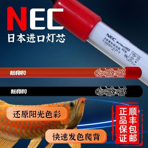 哪個品牌的NEC龍魚燈性價比最高？（nec龍魚燈哪個牌子好？）