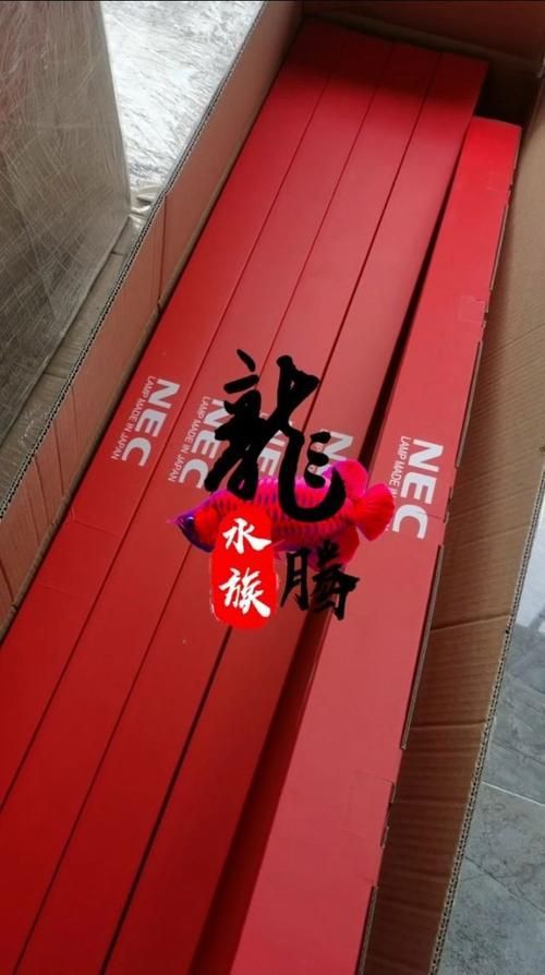 哪個品牌的NEC龍魚燈性價比最高？（nec龍魚燈哪個牌子好？）