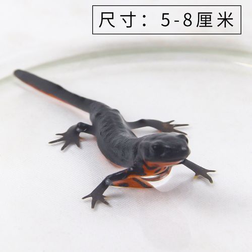 火龍魚(yú)的價(jià)格是多少？（火龍魚(yú)價(jià)格因品種、大小和健康狀況而異，小火龍魚(yú)價(jià)格對(duì)比表）