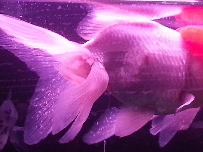 如何判斷金龍魚是否感染疾病？（如何判斷金龍魚是否感染疾病）
