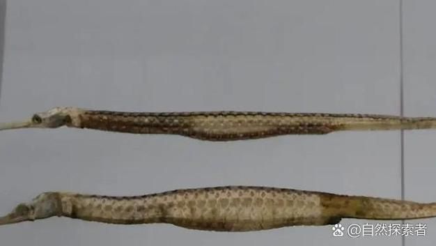 哪些品種的海龍魚受法律保護(hù)？（2021年新版《國家重點(diǎn)保護(hù)野生動(dòng)物名錄》對(duì)海龍魚的保護(hù)政策）