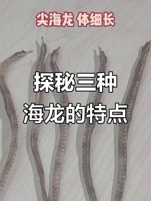 哪些品種的海龍魚受法律保護(hù)？（2021年新版《國家重點(diǎn)保護(hù)野生動(dòng)物名錄》對(duì)海龍魚的保護(hù)政策）